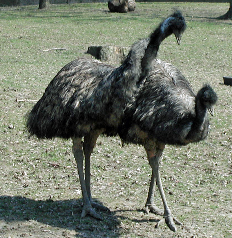 emu